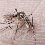 Produção de machos estéreis do Aedes aegypti deve começar em setembro