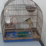 ‘De maconha a canário’: traficantes são presos com drogas e aves em casa