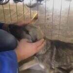 VíDEO: cachorrinha que foi maltratada recebe carinho pela primeira vez