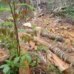 Fazendeiro é multado em R$ 6,8 mil por exploração ilegal de madeira protegida por lei