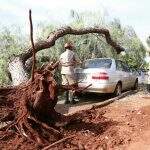 Depois de perder a raiz durante obra, árvore cai em veículo estacionado