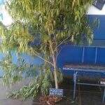 Comerciante que mantinha ‘árvore’ de maconha no quintal de casa é preso