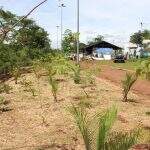 Semadur realiza plantio para recuperação da APP do Córrego Segredo