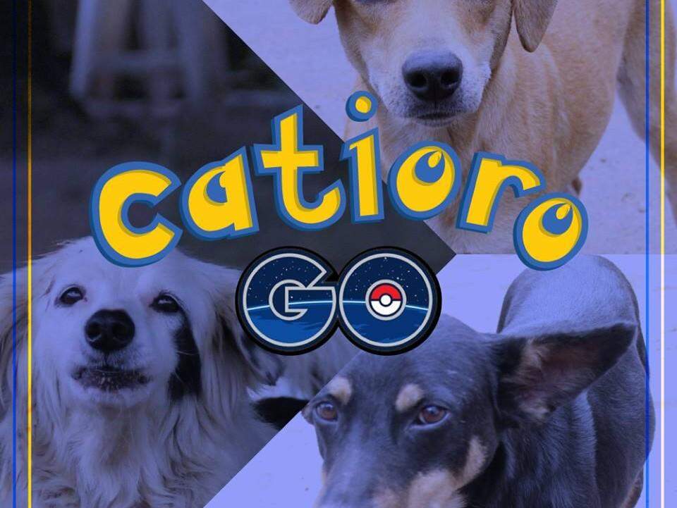 Para incentivar adoção de cães, prefeitura cria o ‘Catioro Go’