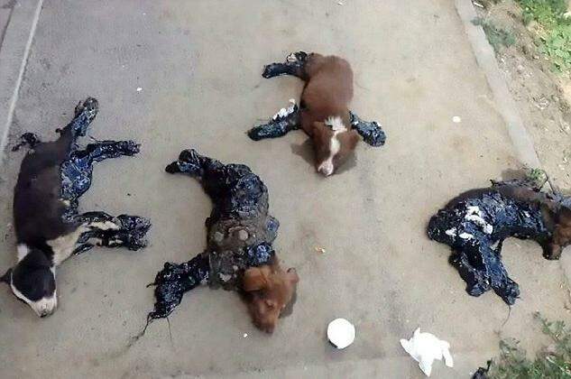 Filhotes de cachorro são cobertos com piche e grudados ao chão