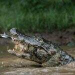 Foto de jacaré no Pantanal está entre melhores de concurso da National Geographic