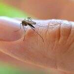 Muriçoca também pode transmitir o vírus da zika, confirma Fiocruz