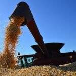Com problemas climáticas, área colhida das lavouras de milho de MS alcança 26%