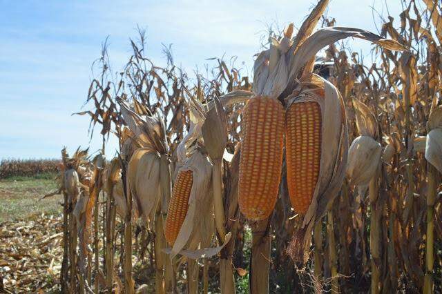 Ministério propõe medidas para conter a alta do milho