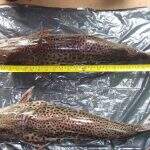 Com 40 kg de pescado fora da medida, idoso é multado em mais de R$ 2 mil