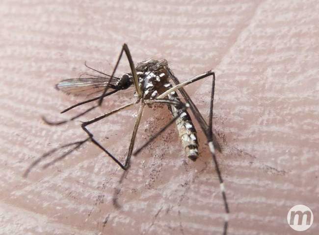 Planos de saúde serão obrigados a pagar exames de Zika a partir desta semana