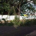 Galho de árvore cai e fecha rua em frente à escola Maria Constança