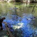 Passagem da tocha olímpica em Bonito prevê travessia em aquário natural