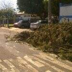 Moradores reclamam de restos de poda de árvore ao lado de Ceinf há 1 mês