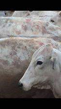 VÍDEO: ‘tempestade’ de granizo deixa gado ferido em fazenda