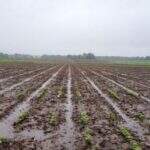 Estragos causados pelas chuvas comprometem produção de grãos e pecuária em MS
