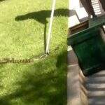 Campo Grande selvagem: cobra ‘atleta’ é flagrada atravessando a Afonso Pena