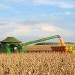 Aumento da colheita do milho em MS e câmbio derrubam preço do milho em 24%