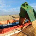 Começa colheita do milho em MS e previsão é de perdas na produção devido ao clima