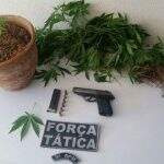 Policiais apreendem pés de maconha e arma após denúncia de cárcere privado