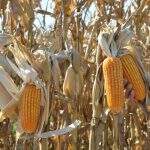 Colheita de milho safrinha chega a 7% da área plantada em MS