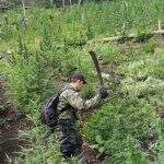 Agentes destroem 9 hectares de maconha pronta para colheita no Paraguai