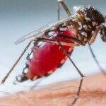 Governo Federal anuncia R$ 65 milhões para pesquisas sobre Zika