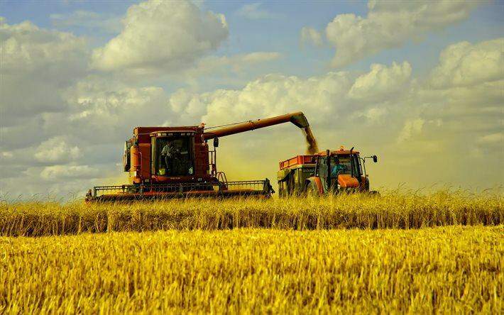Indústria de carne recorre ao trigo em meio à escassez de milho