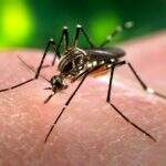 Zika: pesquisadores brasileiros não veem motivos para mudar data da Olimpíada