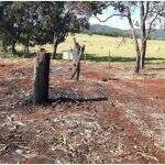 Para fazer cerca, mulher derruba 13 árvores e acaba multada em MS