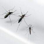 Instituto confirma Aedes aegypti como vetor do vírus Zika