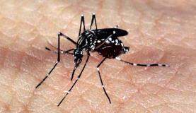 Senado aprova entrada forçada de agentes em imóveis para combate ao Aedes