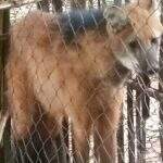 VÍDEO: Moradores de assentamento capturam lobo-guará comedor de galinhas