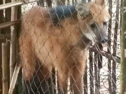 VÍDEO: Moradores de assentamento capturam lobo-guará comedor de galinhas