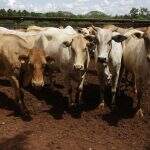Meta de MS é imunizar 18,6 milhões de bovinos contra febra aftosa em maio