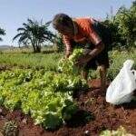 Escolas municipais e Ceinfs vão ter alimentos da agricultura familiar