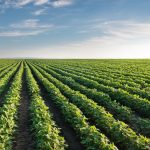 CMN muda regras de título do agronegócio e injeta R$ 21 bilhões no crédito rural