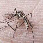 Cientistas clonam vírus da zika para desenvolver vacina