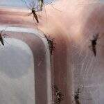 Aquecimento do planeta deve ampliar áreas de proliferação do Aedes, alerta OMS