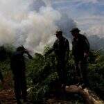 Narcótico destrói 15 hectares de plantação de maconha na divisa com MS