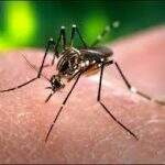 Campo Grande tem 19 registros de zika por dia em março