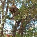 Cães latem e moradores descobrem jaguatirica em cima de árvore