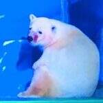 ‘Urso polar mais triste do mundo’, é retirado temporariamente de shopping chinês