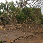 Temporal e árvores caídas deixam moradores sem luz por mais de 12 horas