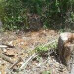 Fazendeiro é multado em RS 44 mil por desmatamento ilegal e exploração de madeira