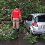 Ventania danifica parque de exposições e derruba árvore sobre carro