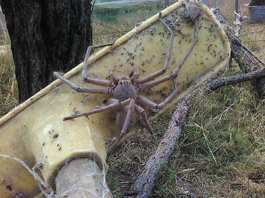 Aranha gigante é encontrada em fazenda da Austrália