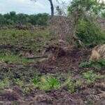 Pecuarista recebe multa de R$ 35 mil por desmatamento ilegal
