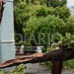 Tempo muda e ventos de 67km/h derrubam oito árvores em Corumbá