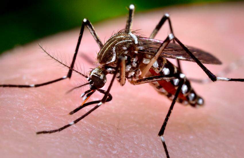 OMS declara fim de emergência por zika, mas alerta que vírus veio para ficar